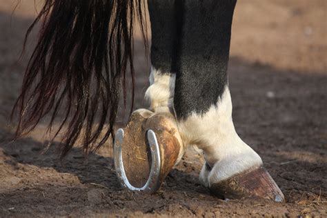 馬蹄 風水 場所|ホースシュー（馬蹄）の意味とは？メリットや世代を問わず人気。